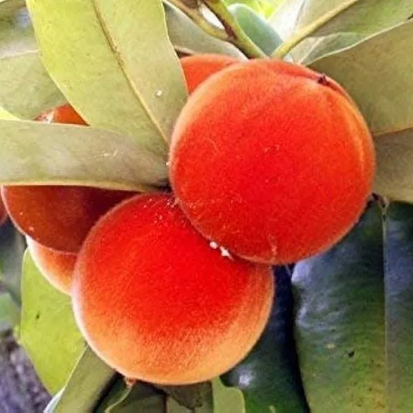 Americana_Tropical_Golden_Apricot_Grafted_Fruit_Plant