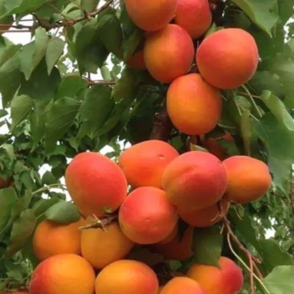 Americana_Tropical_Golden_Apricot_Grafted_Fruit_Plant