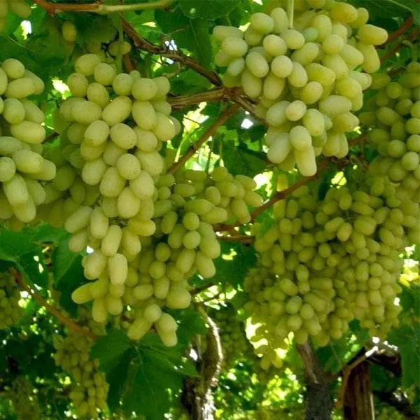 Thai_Varitey_Green_Grapes_Fruit_Plant
