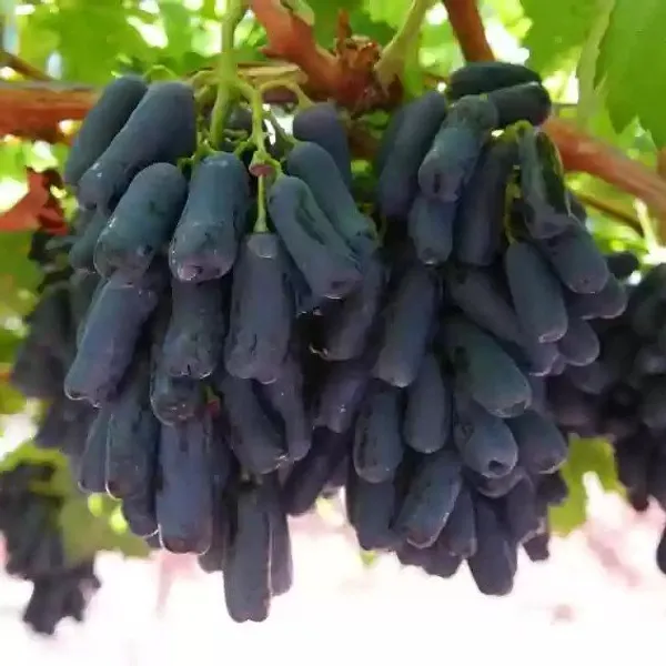 Thai_Varitey_Seedless_Black_Grapes_Fruit_Plant