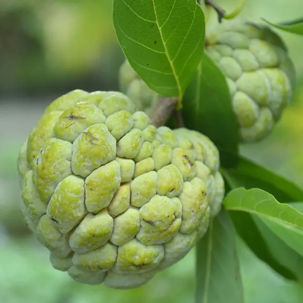Custard_Apple_Grafted_Fruit_Plant
