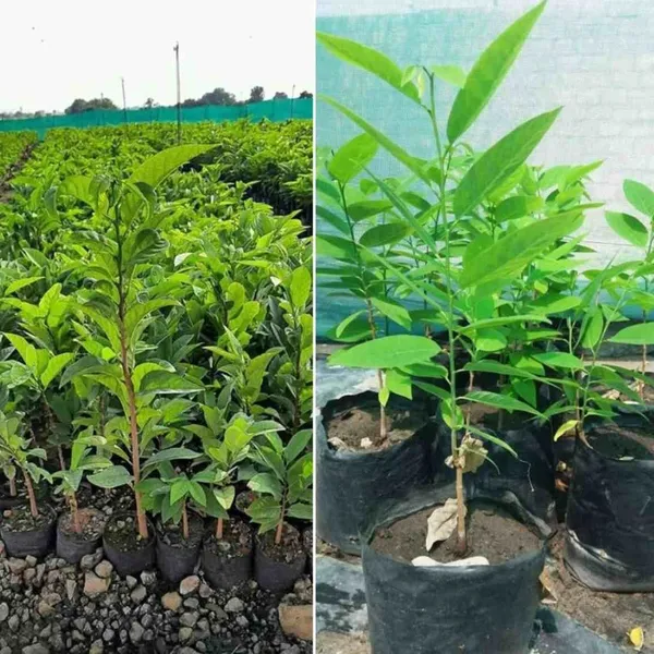 Custard_Apple_Grafted_Fruit_Plant