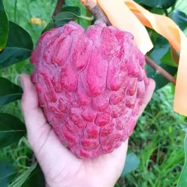 Custard_Apple_Grafted_Fruit_Plant_Red