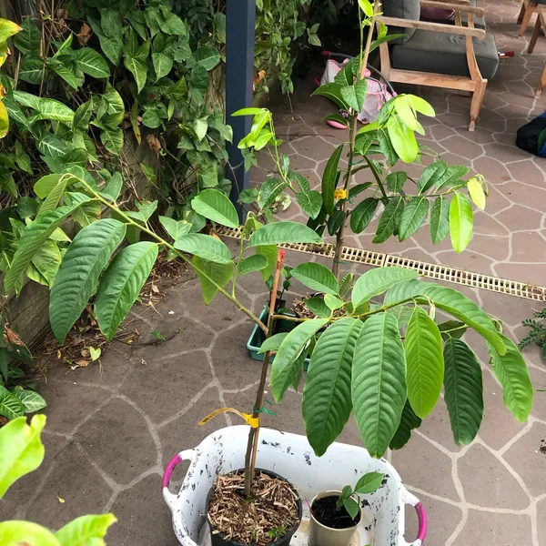 Custard_Apple_Grafted_Fruit_Plant_Red