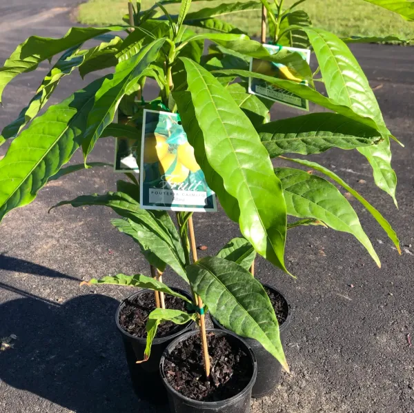 Abui_|_Pouteria_Caimito_Grafted_&_Hybrid_Fruit_Plant