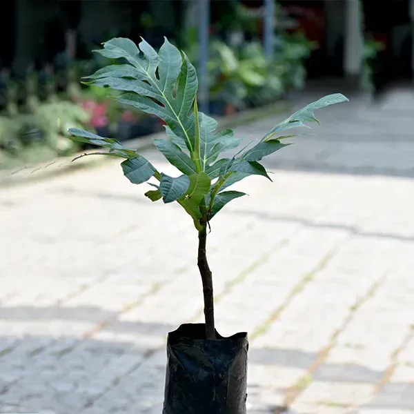 Breadfruit_Grafted_Plant