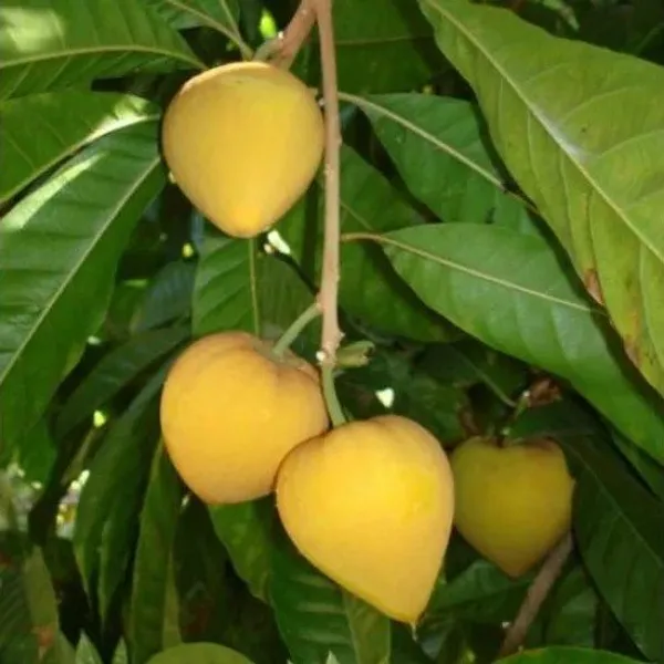 Egg-__Fruit_Plant_(Pouteria_Campechiana)
