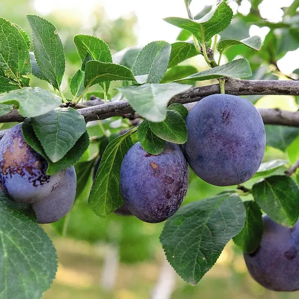 Dwarf_Aalu_Bukhara_Plum_Grafted_&_Hybrid_Fruit_Plant