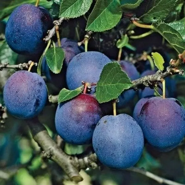 Dwarf_Aalu_Bukhara_Plum_Grafted_&_Hybrid_Fruit_Plant