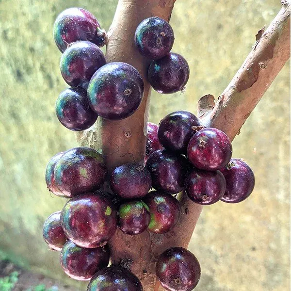 Hybrid_Jaboticabas_Grafted_Fruit_Plant