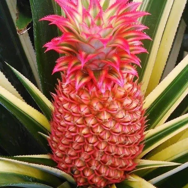 Pineapple_Fruit_Plant_Red