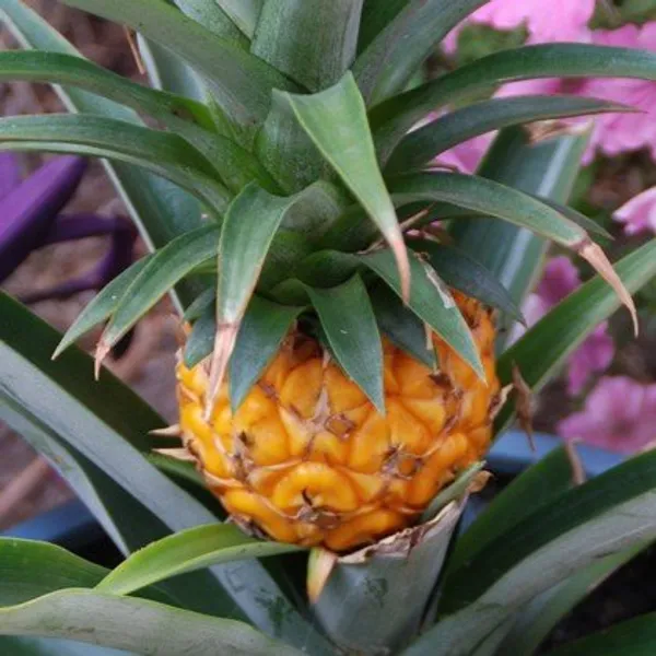 Thai_Varitey_Pineapple_Fruit_Plant_Yellow