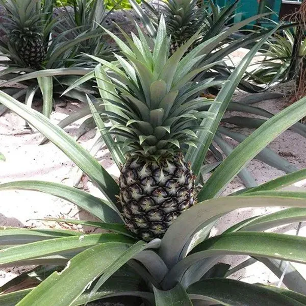 Green_Pineapple_Fruit_Plant
