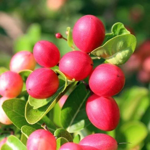 All_Time_Karonda_Karmocha_Fruit_Plant