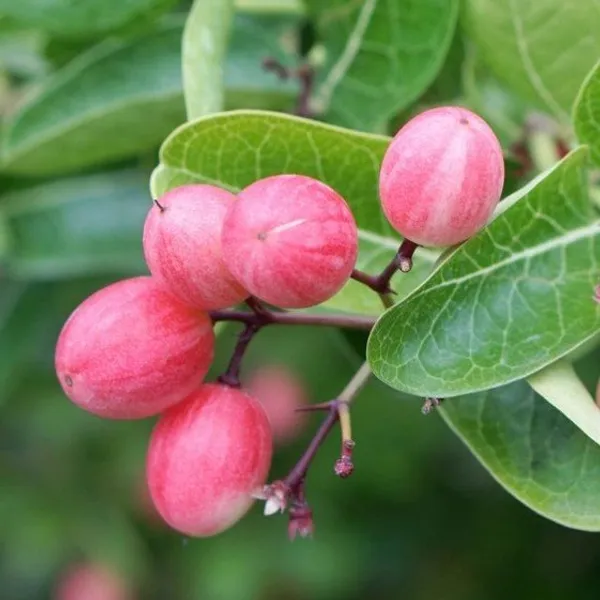 Thai_Varitey_Sweet_Karonda_Karmocha_Fruit_Plant
