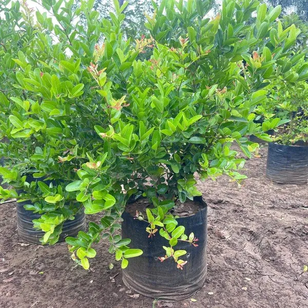 Thai_Varitey_Sweet_Karonda_Karmocha_Fruit_Plant