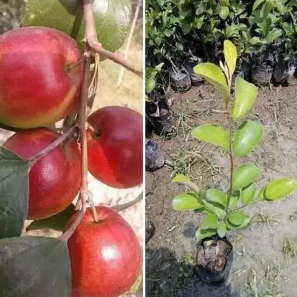 Alltime_Apple_Ber_Grafted_Fruit_Plant_Red