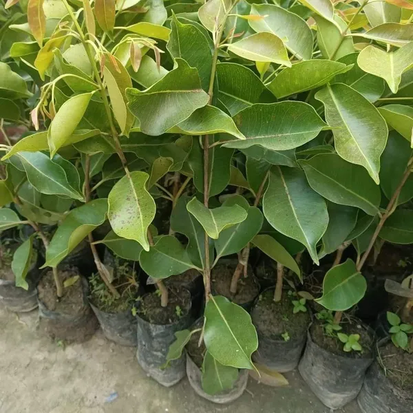 Thai_Varitey_Black_Jamun_Grafted_&_Hybrid_Fruit_Plant