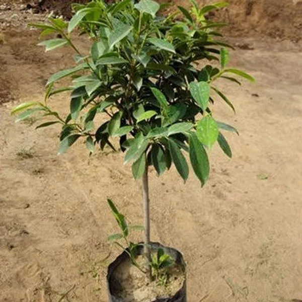 Thai_Varitey_white_Jamun_Grafted_&_Hybrid_Fruit_Plant