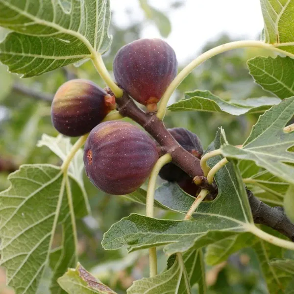 Black_Mission_Fig_Grafted_Fruit_Plant