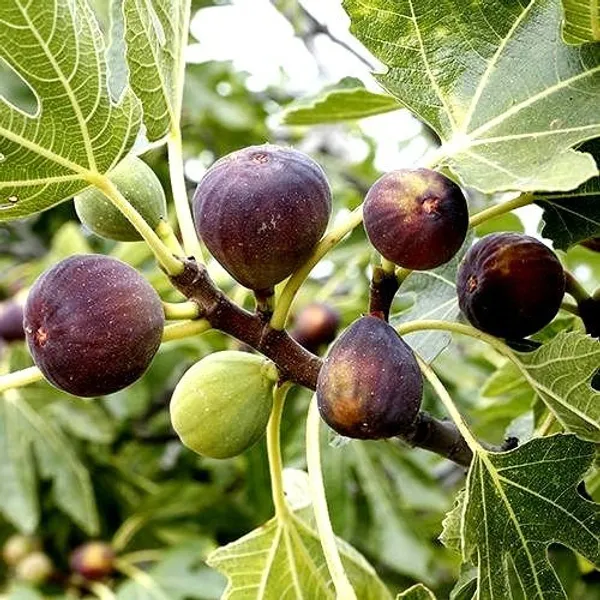 Black_Mission_Fig_Grafted_Fruit_Plant