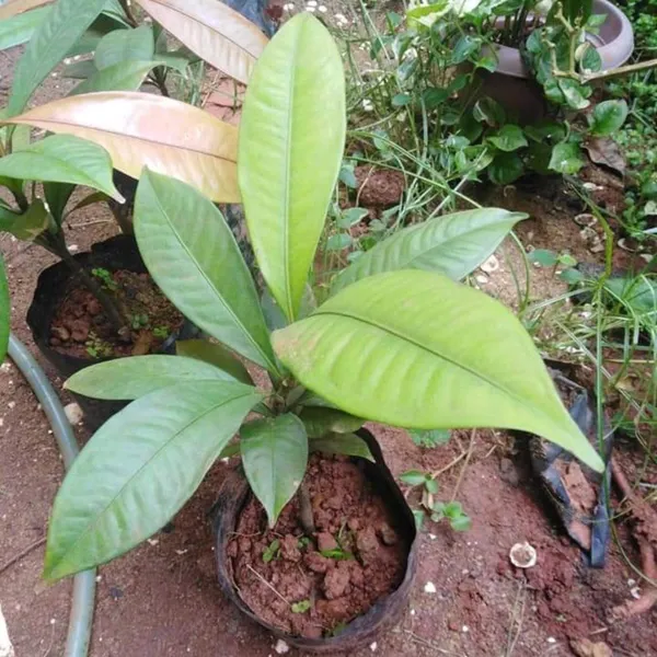 Mangosteen_Grafted_&_Hybrid_Fruit_Plant