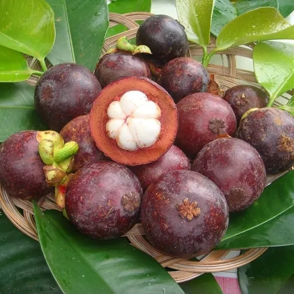 Mangosteen_Grafted_&_Hybrid_Fruit_Plant