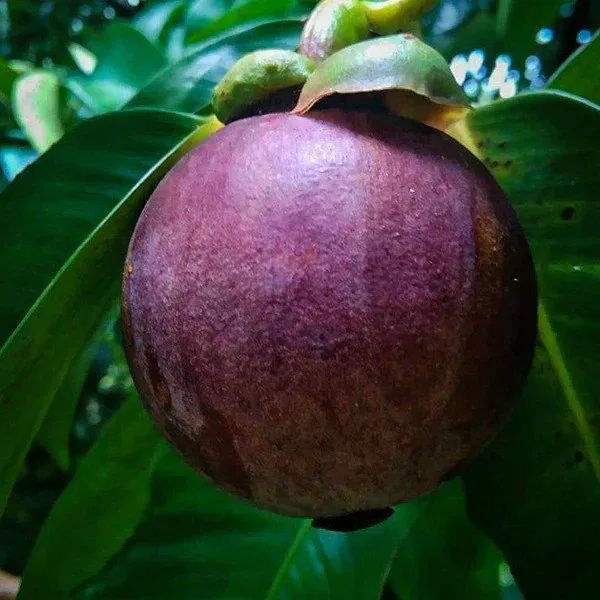 Mangosteen_Grafted_&_Hybrid_Fruit_Plant