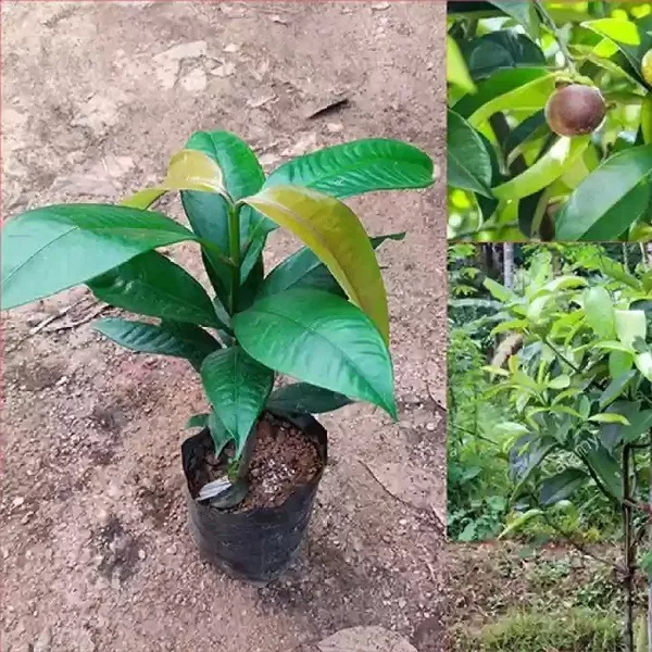 Mangosteen_Grafted_&_Hybrid_Fruit_Plant