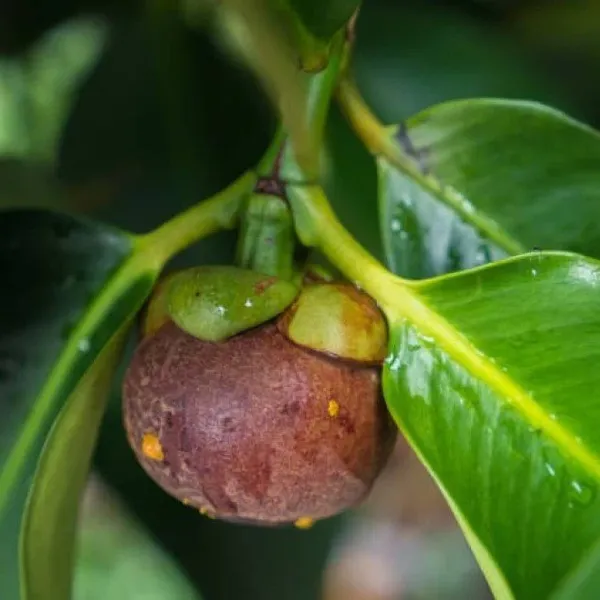 Mangosteen_Grafted_&_Hybrid_Fruit_Plant