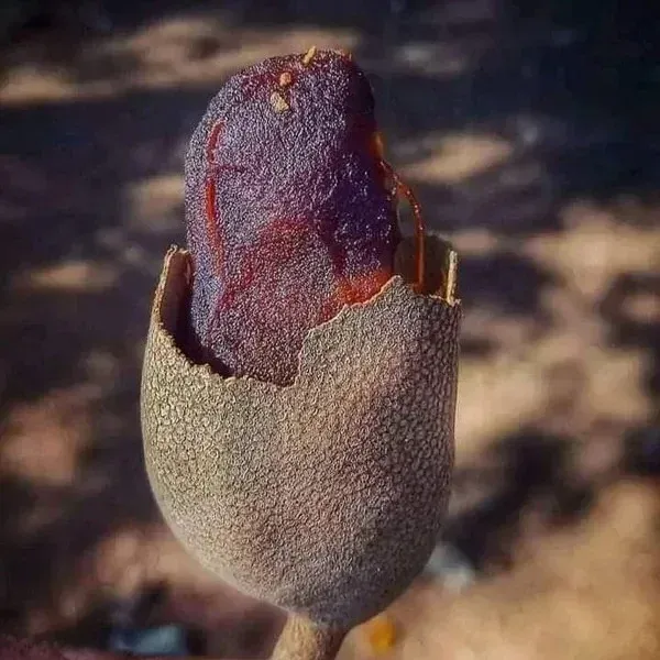 Sweet_Alltime_Tamarind_(Imli)_Fruit_Plant