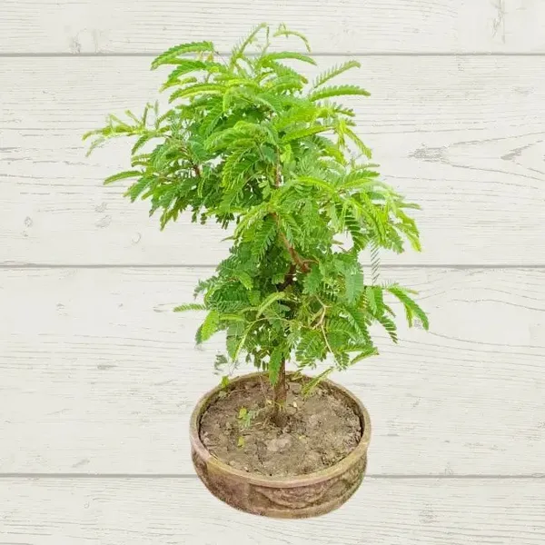 Sweet_Alltime_Tamarind_(Imli)_Fruit_Plant
