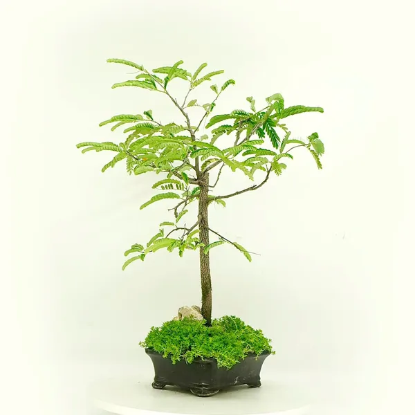 Thai_Varitey_Alltime_Tamarind_(Imli)_Fruit_Plant