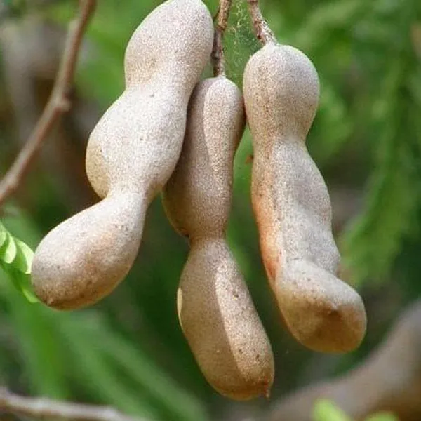 Thai_Varitey_Alltime_Tamarind_(Imli)_Fruit_Plant
