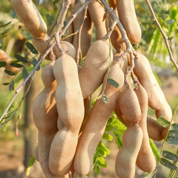 Thai_Varitey_Alltime_Tamarind_(Imli)_Fruit_Plant