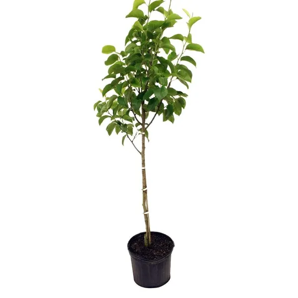 Milk_Fruit_Star_Apple_Grafted_&_Hybrid_Fruit_Plant