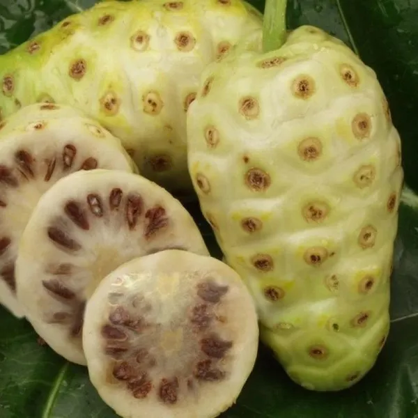 Nema_Nnoni_Grafted_Mediclinal_Fruit_Plant