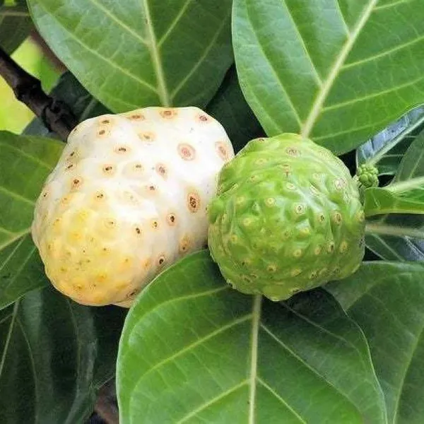 Nema_Nnoni_Grafted_Mediclinal_Fruit_Plant