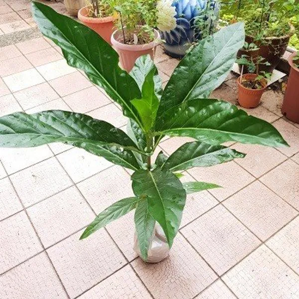 Nema_Nnoni_Grafted_Mediclinal_Fruit_Plant