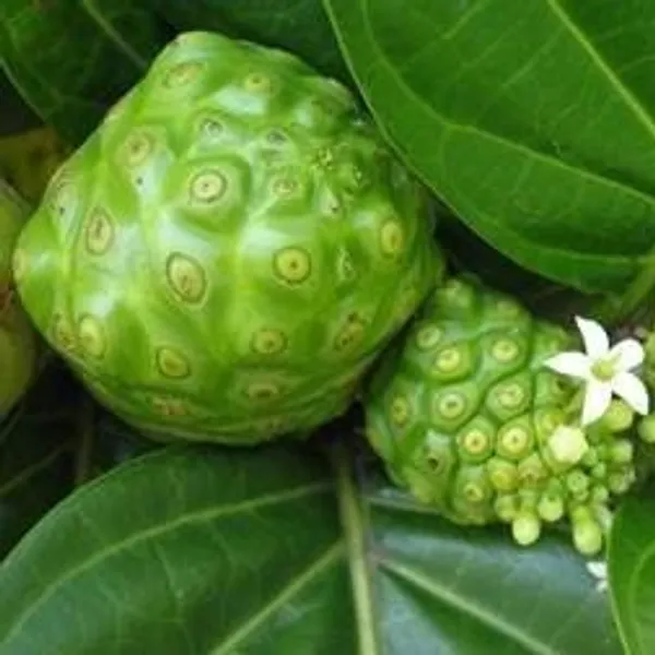 Noni_Grafted_Fruit_Plant