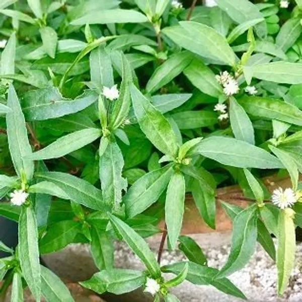 Bhringraj_Herbal_&_Mediclinal_Plant