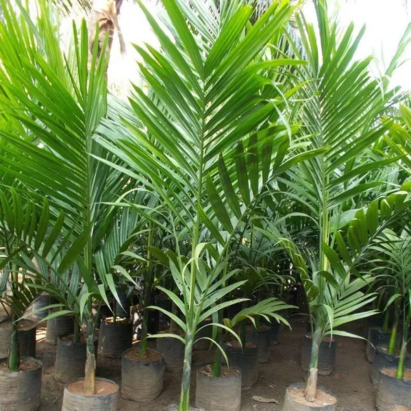 Dwarf_Varitey_Betel_Nut_Supari_Fruit_Plant