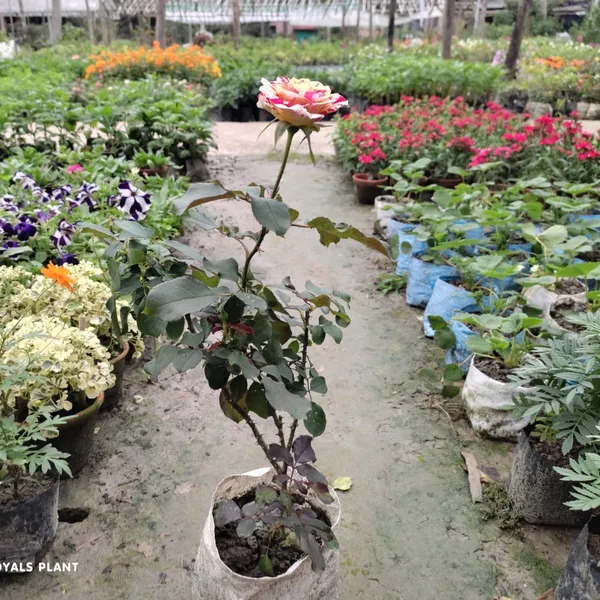Abracadabra_Rose_Flower_Plant