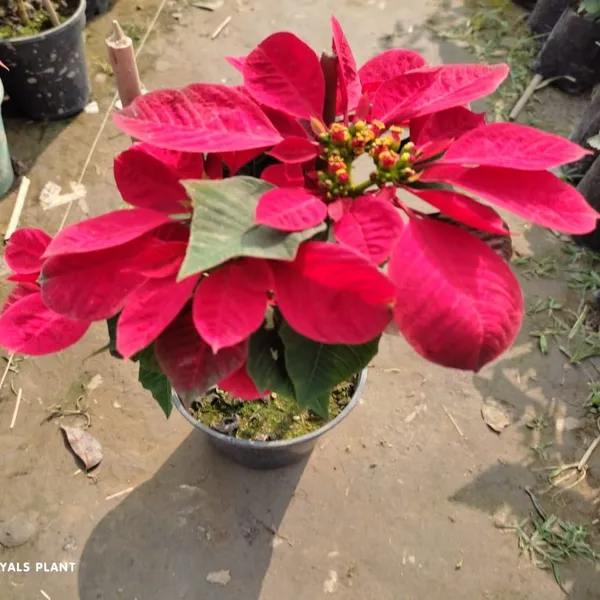 Poinsettias_Pata_Bahari_Plant_Red