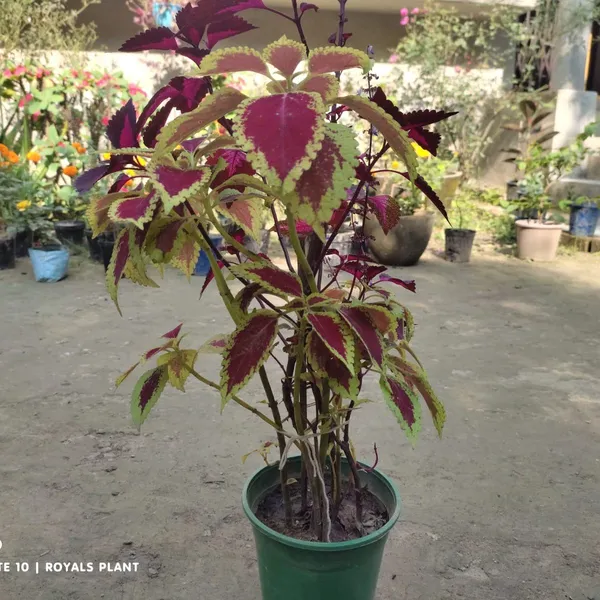 Coleus_Pata_Bahari_Plant