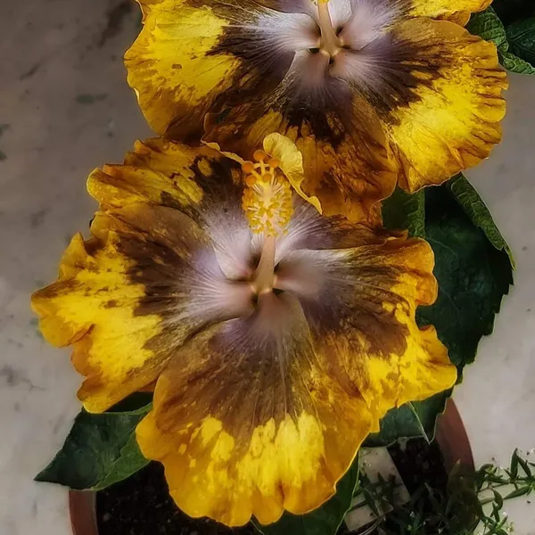 American_Varitey_Grafted_Hibiscus_Flower_Plant
