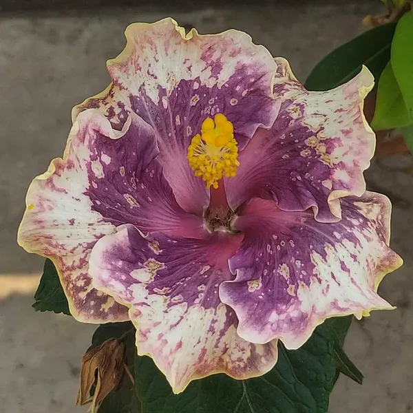 Australian_Varitey_Grafted_Hibiscus_Flower_Plant