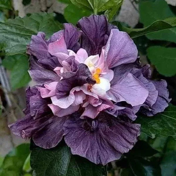 Double_Petal_Varitey_Grafted_Hibiscus_Flower_Plant