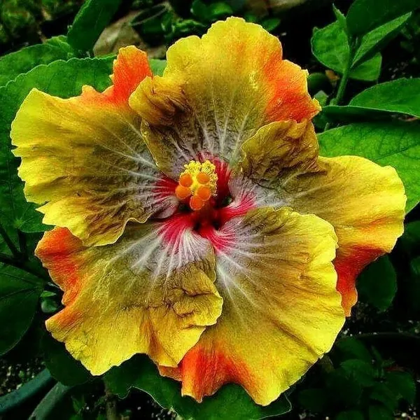 American_Varitey_Grafted_Hibiscus_Flower_Plant