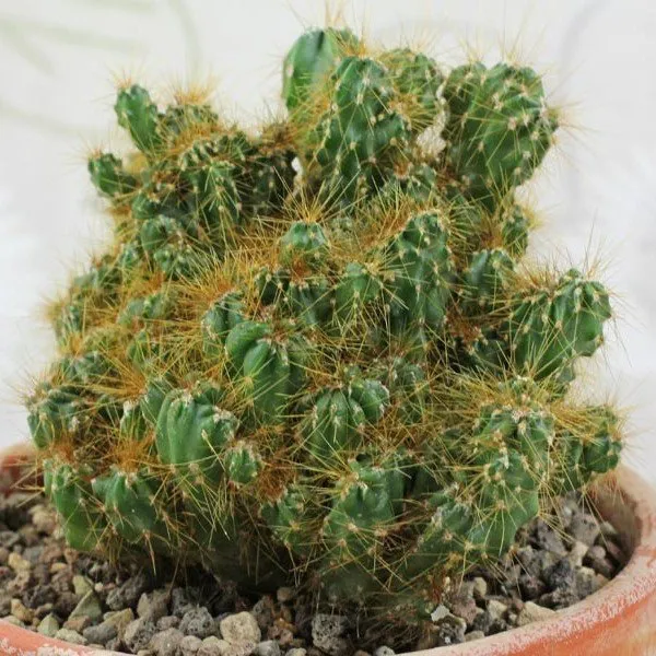 Cacti_Cereus_Repandus_Petra_Cactus_(Big_Size)